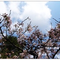 嘉義~阿里山の桜花