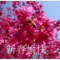 豐原~觀音山の櫻花