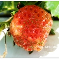 台中~石岡草莓の花 