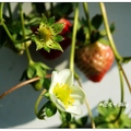 台中~石岡草莓の花 