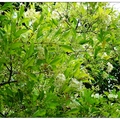 雲林~台灣赤楠の花