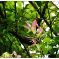 雲林~台灣赤楠の花