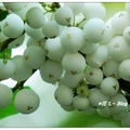 台中~密花白飯樹の白果