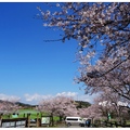 日~高千穗牧場の桜