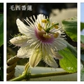 西番蓮花種類