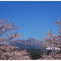 日~高千穗牧場の桜