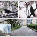 日~佐賀城公園の桜