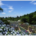 竹子湖の繡球花開