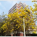 位於台中市西區中區國稅局旁的黃花風鈴木綻放了，滿樹黃豔帶來春的信息。

樹梢上束束黃色花朵美豔的綻放。