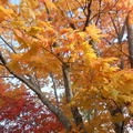 香川~寒霞溪の紅葉
