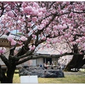 日~京都醍醐寺の櫻花