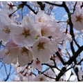 石橋記念公園の桜