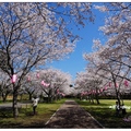 日~忠元公園の桜花 