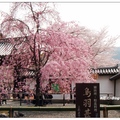 日~京都醍醐寺の櫻花