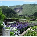 竹子湖の繡球花開