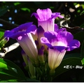 常見於鄰家牆籬，春花秋花少不了它的紫豔，它是蒜香藤別名紫鈴藤。

盛花期約於春、秋二季，花開深紫色，漸轉粉紫色，至粉白即將凋謝。

