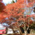 香川~寒霞溪の紅葉
