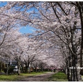 日~忠元公園の桜花 