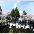 石橋記念公園の桜