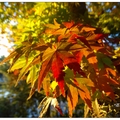 日~奈良公園の紅葉