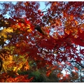 日~奈良公園の紅葉