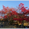 日~奈良公園の紅葉