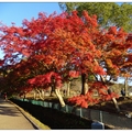 日~奈良公園の紅葉