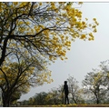 3月份是「黃花風鈴木」綻花的季節，位於嘉義市八掌溪二岸旁的「黃花風鈴木」已花開。

當遇到少雨期，金黃的花朵會盛開特別豔麗。
