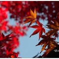 深秋欣賞奈良公園的紅葉，其中以春日也園地內鏡池、三社池及溪畔的楓紅最為美麗。