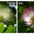 台東~大葉合歡の花