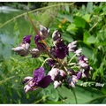 興大の水竹竽紫花