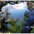 忍野八海是位於山梨縣忍野村的湧泉群。富士山的雪水流經地層數十年過濾成清澈的
泉水，由8處滲出因而形成池塘。