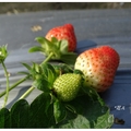 泰安國小旁の草莓園