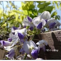 嘉義~阿里山の紫藤