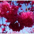 嘉義~半天岩の櫻花