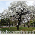 若於四月初旬的到訪，可欣賞櫻花盛放的景致，亦是國外遊客到釜山必訪的景點。