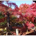 京都~東福寺の紅葉