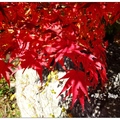 山梨~昇仙峽 の紅葉
