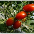 泰安國小旁の番茄