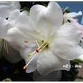 台中~皋月杜鵑の花