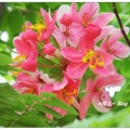 盛夏爪哇旃(ㄓㄢ)那花開似如日本櫻花般，粉紅彩裝增添炎夏的艷麗。

台中市地區於台中公園、大里運動公園及南屯公園都會發現它的芳蹤。