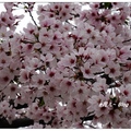九州~熊本城の桜花