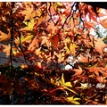 京都~永観堂の紅葉 