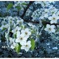 日本~豆梨の花開 