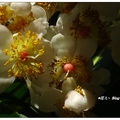 台中~瓊崖海棠の花