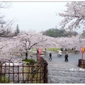 姬路城の櫻花