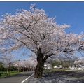 日~母智丘公園の桜