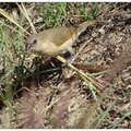 斑文鳥の孟仁草覓食