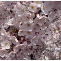 島根~出雲大社の桜