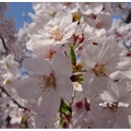 島根~出雲大社の桜